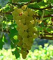 107px-chenin_blanc_grapes.jpg