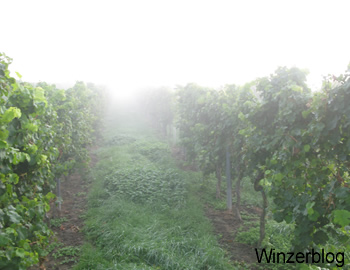 vineyard-in-the-mist.jpg